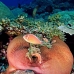 anemonefish_pink_jr_v_0705_png0462.jpg